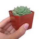 2 inch echeveria dondo succulent live succulent for sale, fleshy spoon-shaped gray-green leaves blushed red at the tips, matte powdery leaf surface with rosette clustering form, small bell-shaped orange-yellow flowers emerging from center on tall sta