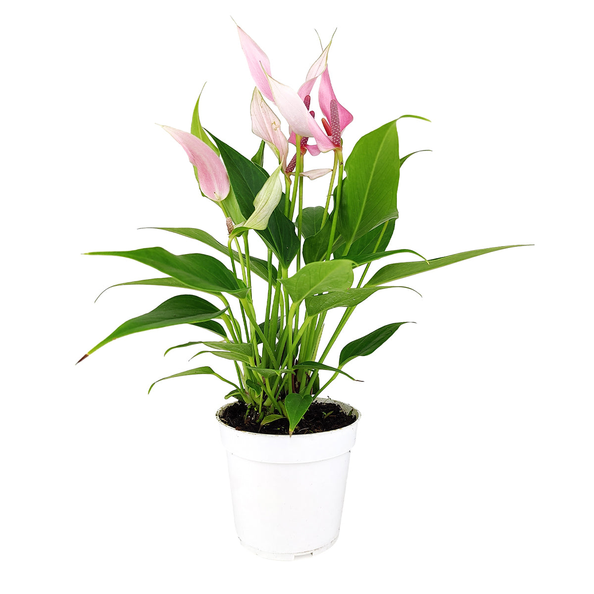 Anthurium Lilli Pink, Anthurium Flowers, Flowering Houseplants, Colorful Flowering Houseplants, Indoor Houseplants, Air Purifying Houseplant, Best Plants for Beginners