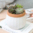 Succulent Arrangement in White Ceramic Planter with Terracotta Rim