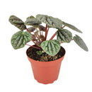 4 inch peperomia caperata live houseplant for sale, striking corrugated dark green foliage with intricate vein detailing, compact grower pot size ideal for desks and small spaces, slow-growing and low-maintenance with semi-succulent water-storing leaves, adapts well to bright indirect or artificial office light, a stylish nature-inspired decor accent, makes a lasting and pet-safe gift for loved ones