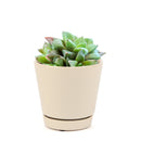 Haworthia cuspidata - Star Window Plant