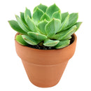 4 inch echeveria ramillette live succulent for sale, dense symmetrical rosette of fleshy blue-green leaves with reddish accents, low water needs with soak-and-dry method, thrives in bright direct or indirect light, stunning standalone pot plant