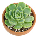 buy echeveria lime and chili live succulent 2 inch online, echeveria lime and chili showing natural stress coloring with deep pink tips, compact frosty lime rosette, slow growing and clustering habit, non-toxic and pet friendly