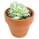 4 inch graptoveria moonglow live succulent for sale, large thick greenish-ivory farina-coated rosette leaves, tight clumping growth with quickly produced offsets, vivid pink blush under full sun, thrives in bright direct light, beautiful centerpiece