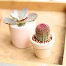 Rainbow Hedgehog Cactus - Echinocereus rigidissimus ssp. rubispinus