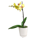 orchid plants, orchid pot, orchid, orchid flowers, orchid pots with holes, live orchid plants, phalaenopsis orchid, yellow orchid flowers, orchid flowers, Moth Orchid Plants