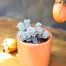 Graptopetalum Pachyphyllum