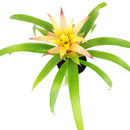 buy guzmania hybrid orange live houseplant 6 inch online, vivid warm orange bract with architectural rosette form, thick glossy green strap leaves arranged in a tight cup, slow-growing pet-safe bromeliad, thrives in bright indirect indoor light, a bold tropical statement piece and a thoughtful housewarming gift