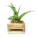 Small Staghorn Fern in Wood Planter for sale