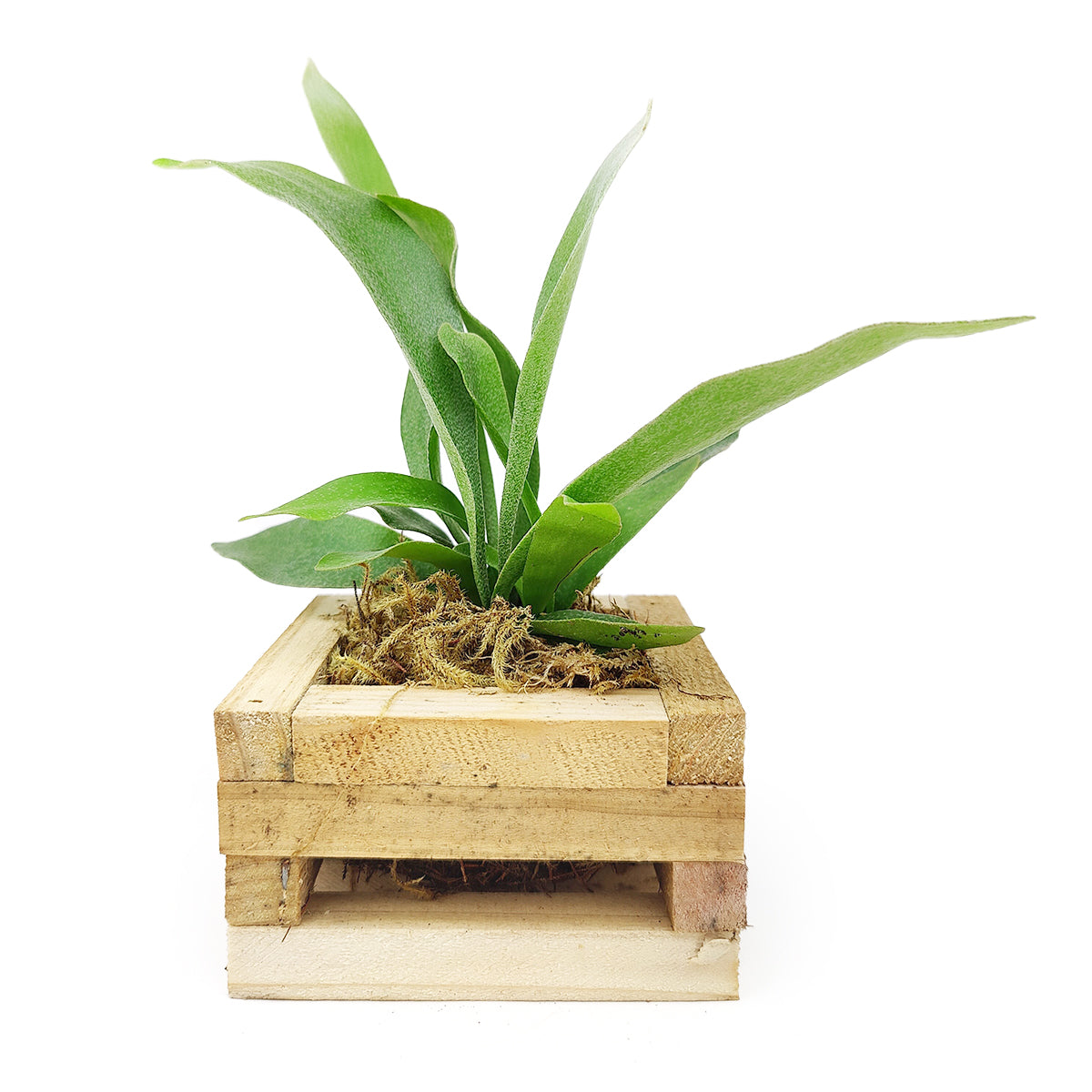 Small Staghorn Fern in Wood Planter, Succulent Gift Decor Ideas, buy Staghorn Fern online