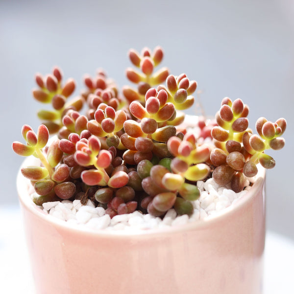 coral bells succulent Coral Bells Sedum Care | Sedum Stahlii Coral Beads Succulent
