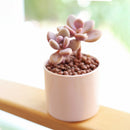 Pink Moonstones Pachyphytum Oviferum