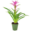 6 inch guzmania hybrid pink live houseplant for sale, rich emerald green strap leaves in layered rosette form, saturated pink bract with tropical visual impact, epiphytic growth habit with shallow anchoring roots, high humidity lover thriving near kitchen or bathroom moisture, a striking architectural accent for shelves and countertops, an impressive and pet safe gift for any plant parent