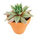 2 inch sempervivum pink flamingo live succulent for sale, deep jewel-toned rosette shifting from pink to dark purple through seasons, tall pointed leaves with velvet texture and notable watermarks, clustering and spreading growth habit, extremely drought tolerant and easy care, stunning bohemian or minimalist decor piece for windowsills or balconies, a long-lived heirloom succulent gift for plant enthusiasts