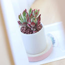 Echeveria Harmsii Ruby Slipper