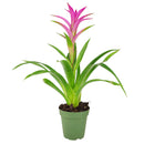 6 inch guzmania hybrid pink live houseplant for sale, rich emerald green strap leaves in layered rosette form, saturated pink bract with tropical visual impact, epiphytic growth habit with shallow anchoring roots, high humidity lover thriving near kitchen or bathroom moisture, a striking architectural accent for shelves and countertops, an impressive and pet safe gift for any plant parent