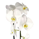 orchid plants, orchid pot, orchid, orchid flowers, orchid pots with holes, live orchid plants, phalaenopsis orchid, white orchid flowers, buy orchid plant online