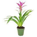 6 inch guzmania hybrid pink live houseplant for sale, rich emerald green strap leaves in layered rosette form, saturated pink bract with tropical visual impact, epiphytic growth habit with shallow anchoring roots, high humidity lover thriving near kitchen or bathroom moisture, a striking architectural accent for shelves and countertops, an impressive and pet safe gift for any plant parent