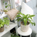 6" pot dracaena lemon lime live houseplant for sale, vibrant multicolor striped tropical leaves with neon yellow margins, upright cane forming mature structure, thrives in average household humidity with occasional misting, removes formaldehyde and indoor toxins naturally, stunning floor accent for modern or eclectic spaces, meaningful and lasting gift for home or office