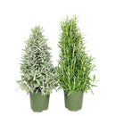 lavender holiday tree, Christmas tree shaped, aromatic holiday tree, indoor houseplant, Christmas Gift, Lavender Holiday Tree in Ceramic Pots, Fragrance Indoor Houseplants