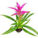 6 inch guzmania hybrid pink live houseplant for sale, rich emerald green strap leaves in layered rosette form, saturated pink bract with tropical visual impact, epiphytic growth habit with shallow anchoring roots, high humidity lover thriving near kitchen or bathroom moisture, a striking architectural accent for shelves and countertops, an impressive and pet safe gift for any plant parent