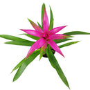 6 inch guzmania hybrid pink live houseplant for sale, rich emerald green strap leaves in layered rosette form, saturated pink bract with tropical visual impact, epiphytic growth habit with shallow anchoring roots, high humidity lover thriving near kitchen or bathroom moisture, a striking architectural accent for shelves and countertops, an impressive and pet safe gift for any plant parent