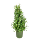 Rosemary Holiday Tree, Aromatic Holiday Tree, Christmas Shaped Houseplants, Christmas Tree Gift Ideas, Holiday Tree for Home Decor
