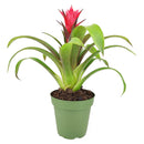 buy guzmania hybrid red live houseplant 4 inch online, fiery red bract with tiny white true flowers nestled inside, stiff strap-shaped glossy leaves, non-toxic pet-safe bromeliad, suited to bright bathrooms kitchens and shelves, tropical exotic look with minimal upkeep, a vibrant and thoughtful gift for home or office