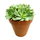 Aeonium Emerald Ice