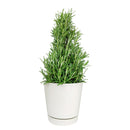 Rosemary Holiday Tree, Aromatic Holiday Tree, Christmas Shaped Houseplants, Christmas Tree Gift Ideas, Holiday Tree for Home Decor