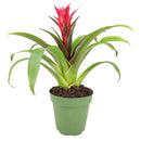 buy guzmania hybrid red live houseplant 4 inch online, fiery red bract with tiny white true flowers nestled inside, stiff strap-shaped glossy leaves, non-toxic pet-safe bromeliad, suited to bright bathrooms kitchens and shelves, tropical exotic look with minimal upkeep, a vibrant and thoughtful gift for home or office