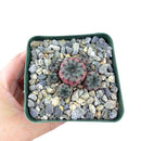 4 inch sulcorebutia rauschii purple cactus - rebutia canigueralii f. violacidermis live cactus for sale, rich purple to violet stem coloration intensified by bright light, flat spirally arranged tubercles with herringbone spine pattern, funnel-shaped deep magenta flowers contrasting against dark body, tight offsetting clump growth form, drought hardy high-altitude bolivian species, architectural conversation piece for shelves and rock gardens, stunning rare collector plant gift