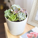Succulent Arrangement in Ceramic Pot, rosette succulents, colorful succulents, stunning succulent arrangement for home and office decor