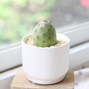 Tephrocactus alexanderi - Indian Ball Cactus