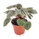 4 inch peperomia caperata live houseplant for sale, striking corrugated dark green foliage with intricate vein detailing, compact grower pot size ideal for desks and small spaces, slow-growing and low-maintenance with semi-succulent water-storing leaves, adapts well to bright indirect or artificial office light, a stylish nature-inspired decor accent, makes a lasting and pet-safe gift for loved ones