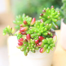 buy pink jelly bean sedum - sedum rubrotinctum live plant 2 inch online, non variegated form with vibrant green succulent leaves developing bold red tips when sun stressed, clusters of small star shaped yellow flowers may appear in spring, spreading trailing habit adds lush texture to containers and arrangements, thrives in dry conditions and tolerates heat well, a bold and lively bohemian accent for desks windowsills or outdoor pots, a unique and lasting gift for succulent enthusiasts