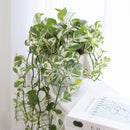 buy pothos n'joy live houseplant 8" pot online, full and flourishing trailing vine in a nursery pot with cascading white and bright green variegated heart-shaped leaves, slow-growing air-purifying tropical vine, drought-tolerant and low maintenance, a dramatic bohemian showpiece and a memorable plant gift