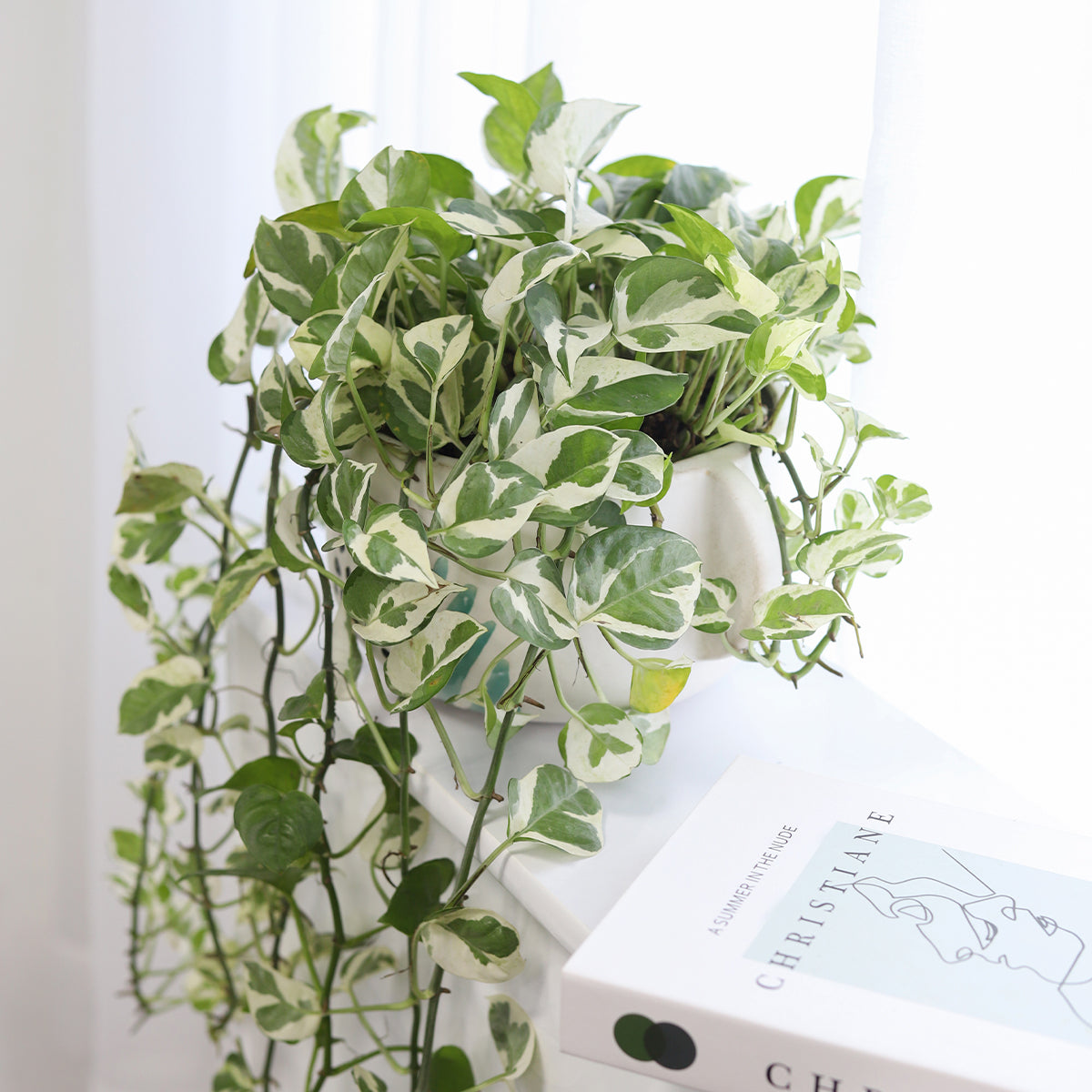 6 inch Pothos N'joy indoor plant for sale online, best trailing houseplant to grow