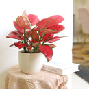 buy chinese evergreen 'pink pearl' live houseplant 4" pot online, glossy variegated foliage with vivid rose-pink and emerald green tones, slow-growing upright perennial, tolerates low humidity and indoor conditions, easy care beginner-friendly tropical, a beautiful and thoughtful housewarming gift