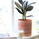 Ficus Decora Burgundy, Ficus Decora, Rubber plant, Rubber tree, burgundy houseplant, burgundy rubber tree, ficus burgundy, rubber plant care, Ficus Decora Burgundy care, Ficus Decora Burgundy near me, rubber plant for sale, Ficus Decora Burgundy for sale, Indoor Houseplant