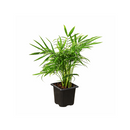 neanthe bella palm, neanthe bella palm care, full grown neanthe bella palm, neanthe bella palm watering, neanthe bella palm light requirements