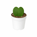 buy hoya sweetheart live houseplant 4" pot online, vibrant heart-shaped plump waxy leaves in lush forest green, semi-succulent tropical vining houseplant, slow-growing long-lived form, bright indirect light lover with drought tolerance, beautiful bohemian indoor accent plant, a heartfelt and lasting gift for any occasion