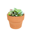 Haworthia cuspidata - Star Window Plant