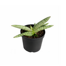 4" pot snake plant sansevieria starfish live houseplant for sale, fan-shaped arrangement of stout cylindrical green leaves, bold dark green bands on firm succulent spears, air purifying and drought tolerant, grows beautifully in indirect light with minimal care, elegant architectural accent for modern interiors, a lasting and unique gift for plant lovers