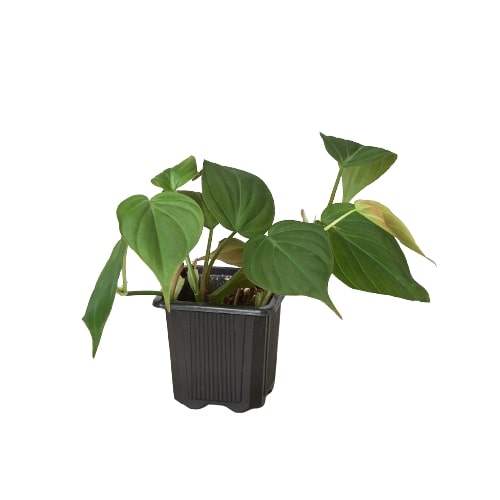 philodendron micans online Philodendron Velvet - Philodendron Micans