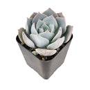4 inch echeveria simulans f/ rayones live succulent grower pot for sale, blue-green rosette with farina-coated chubby leaves resembling rose petals, compact non-trailing growth form, native to rayones mexico with collector appeal