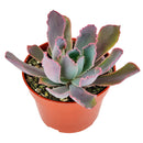 Echeveria Purple Dance - Echeveria Neon Breakers