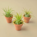 air plant mini terra cotta pot, tillandsia ionantha easy care, low maintenance desk plant gift, red tipped air plant small, Pet Friendly Plants to grow