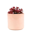 Dragon's Blood Sedum