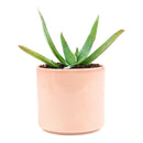 buy coral aloe vera striata live succulent 2 inch online, small rosette with coral-edged spineless smooth leaves in a plastic pot, grows slowly and reliably for many years with minimal care, hue shifts from cool blue-green to warm coral-pink with more sun, natural air purifier and drought tolerant gem, adorable desktop or shelf accent plant, perfect introductory succulent gift